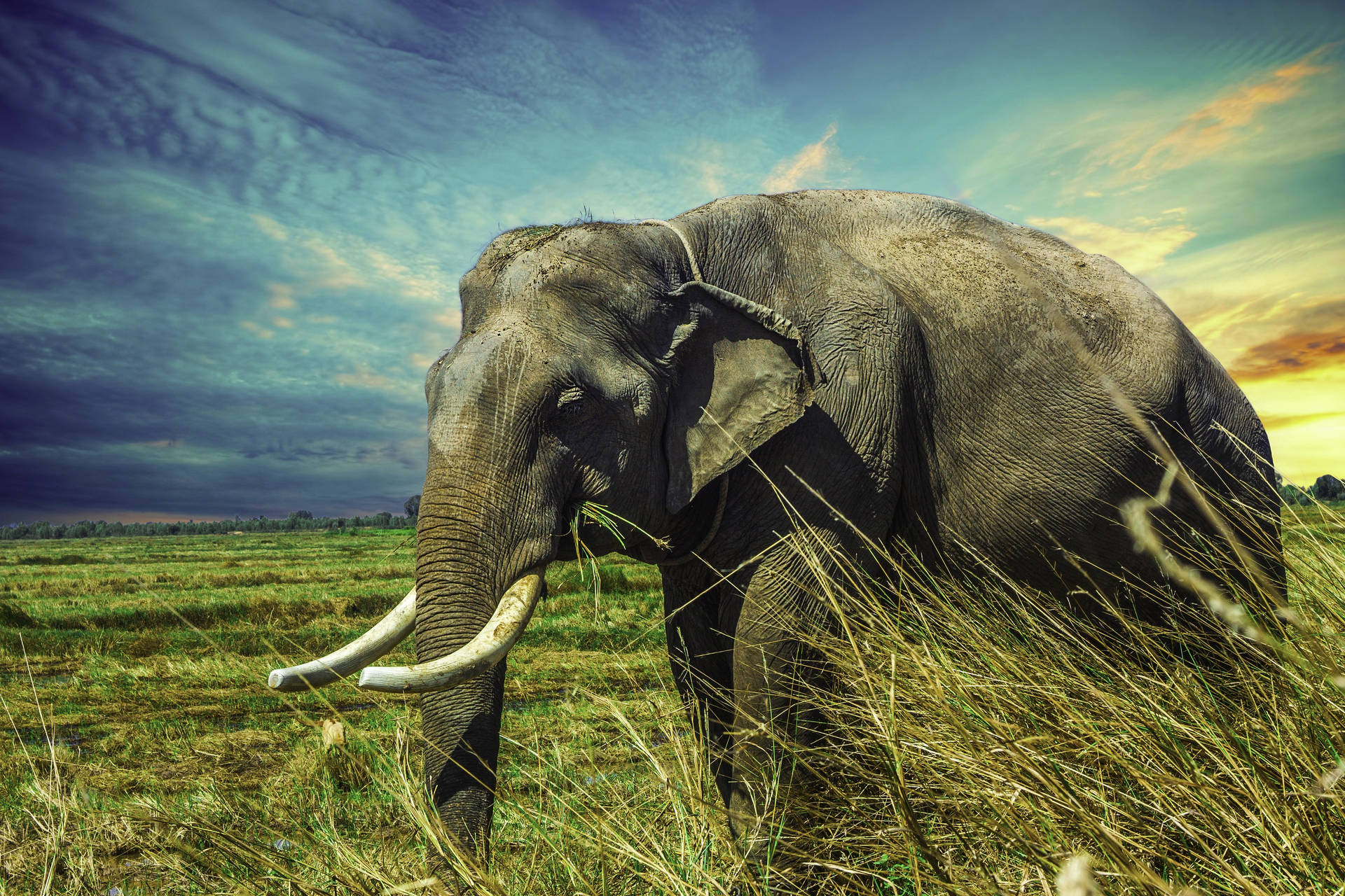 A majestic elephant standing out against a field of tall grass Wallpaper