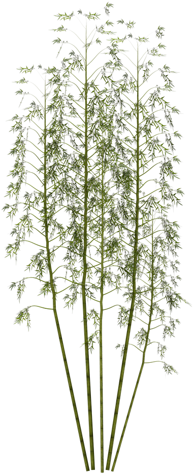 Tall Green Bamboo Cluster PNG
