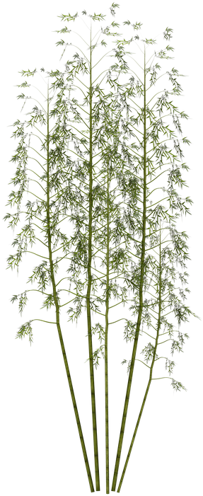 Tall Green Bamboo Cluster.png PNG