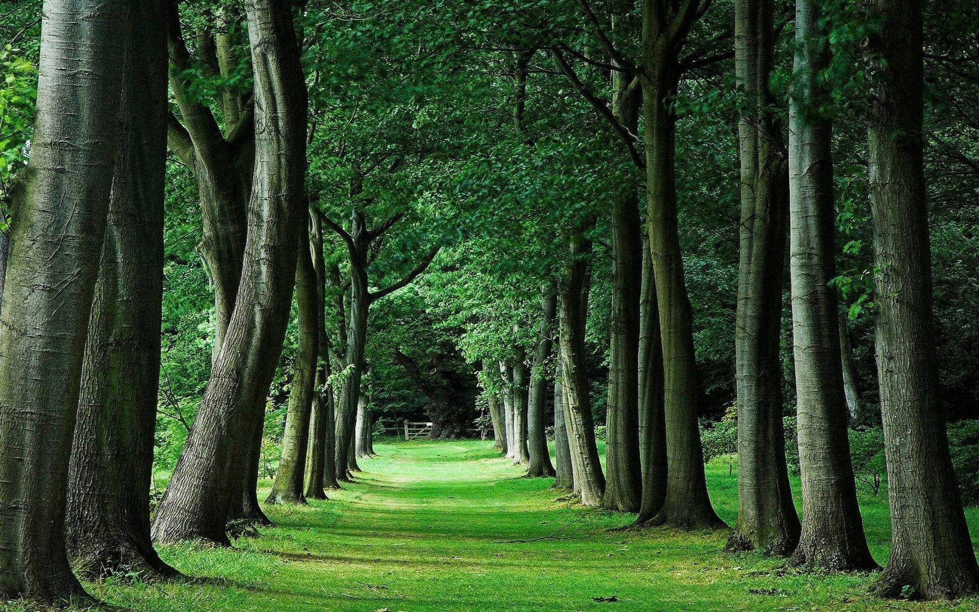 Tall Green Trees Pathway Wallpaper