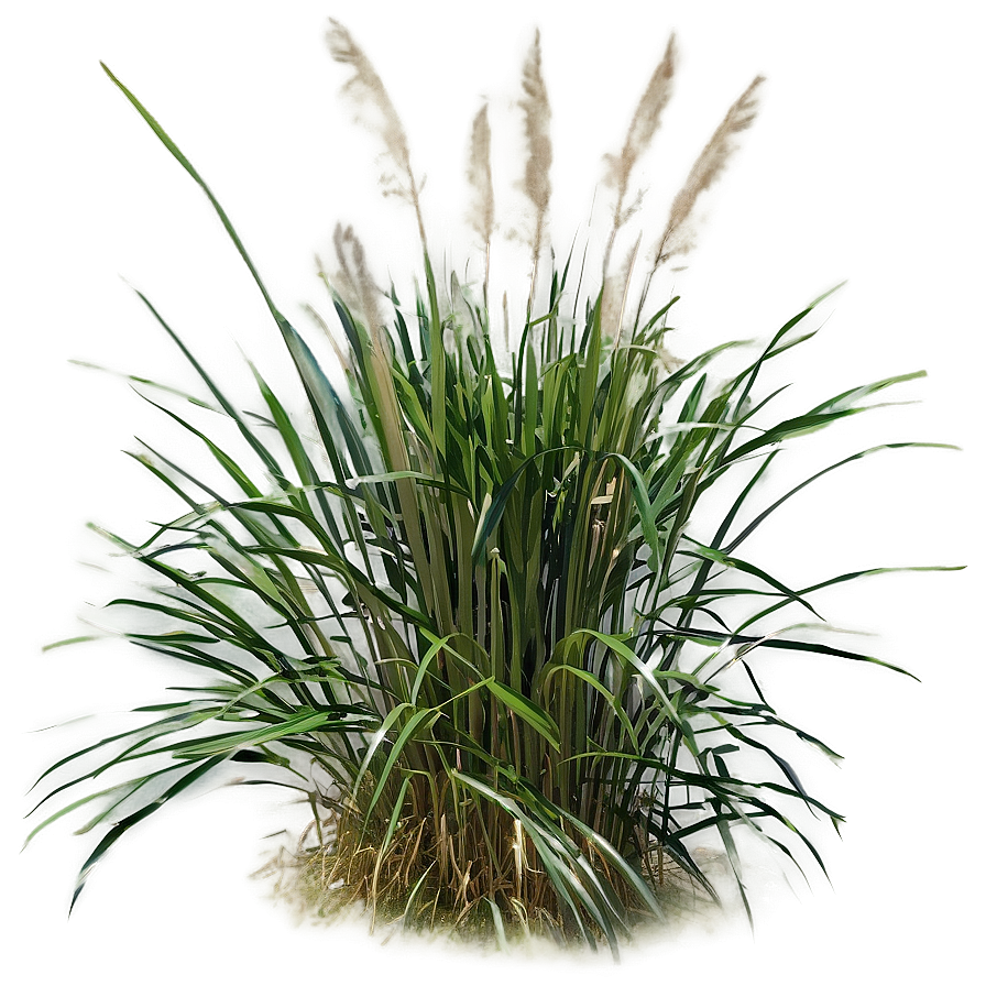 Tall Ornamental Grass Png 90 PNG