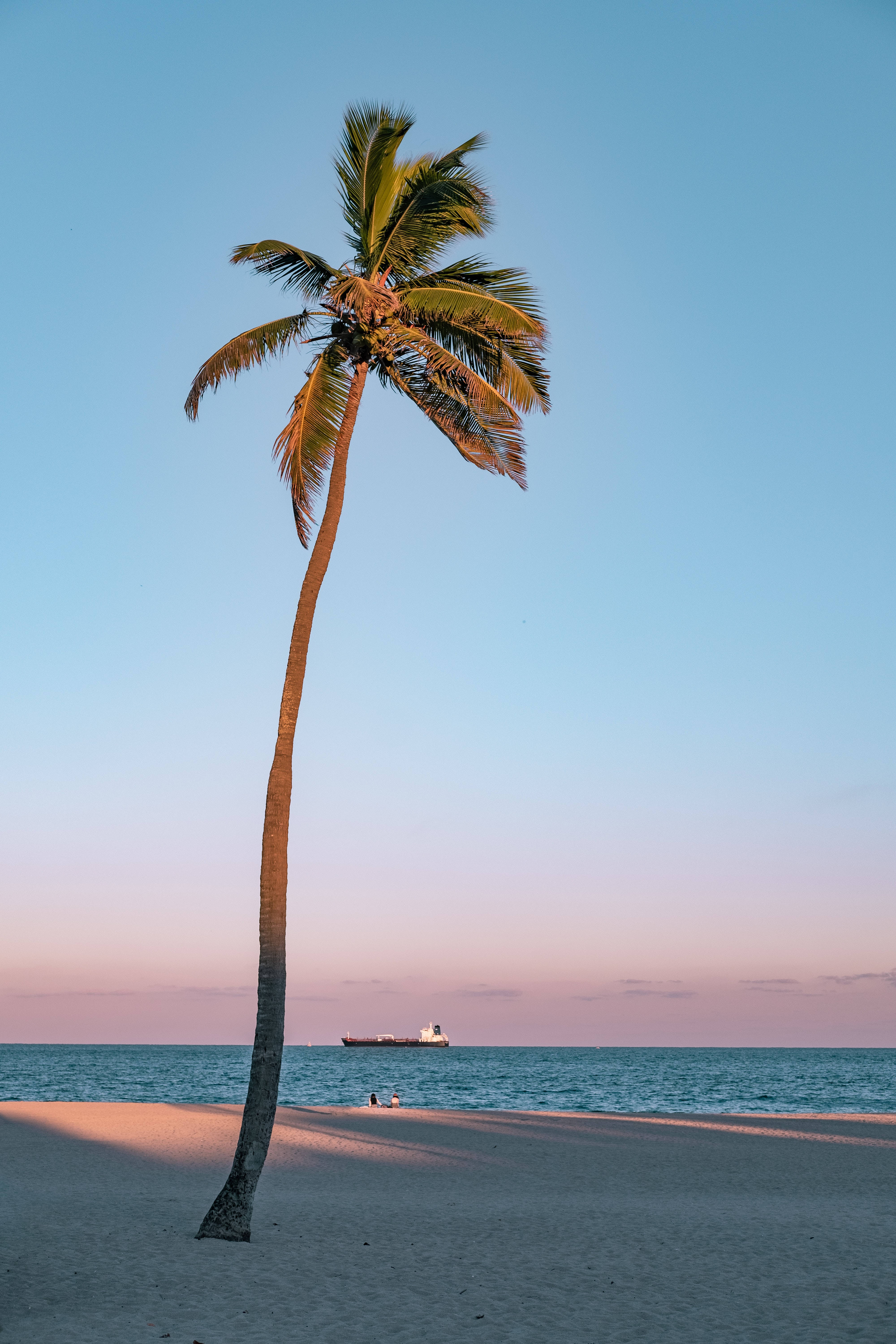 Tall Palm Tree Beach Android Wallpaper