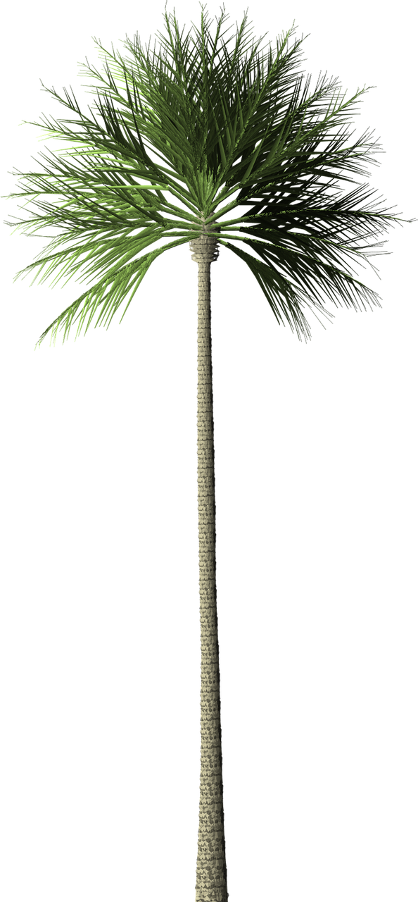 Tall Palm Tree Graphic PNG
