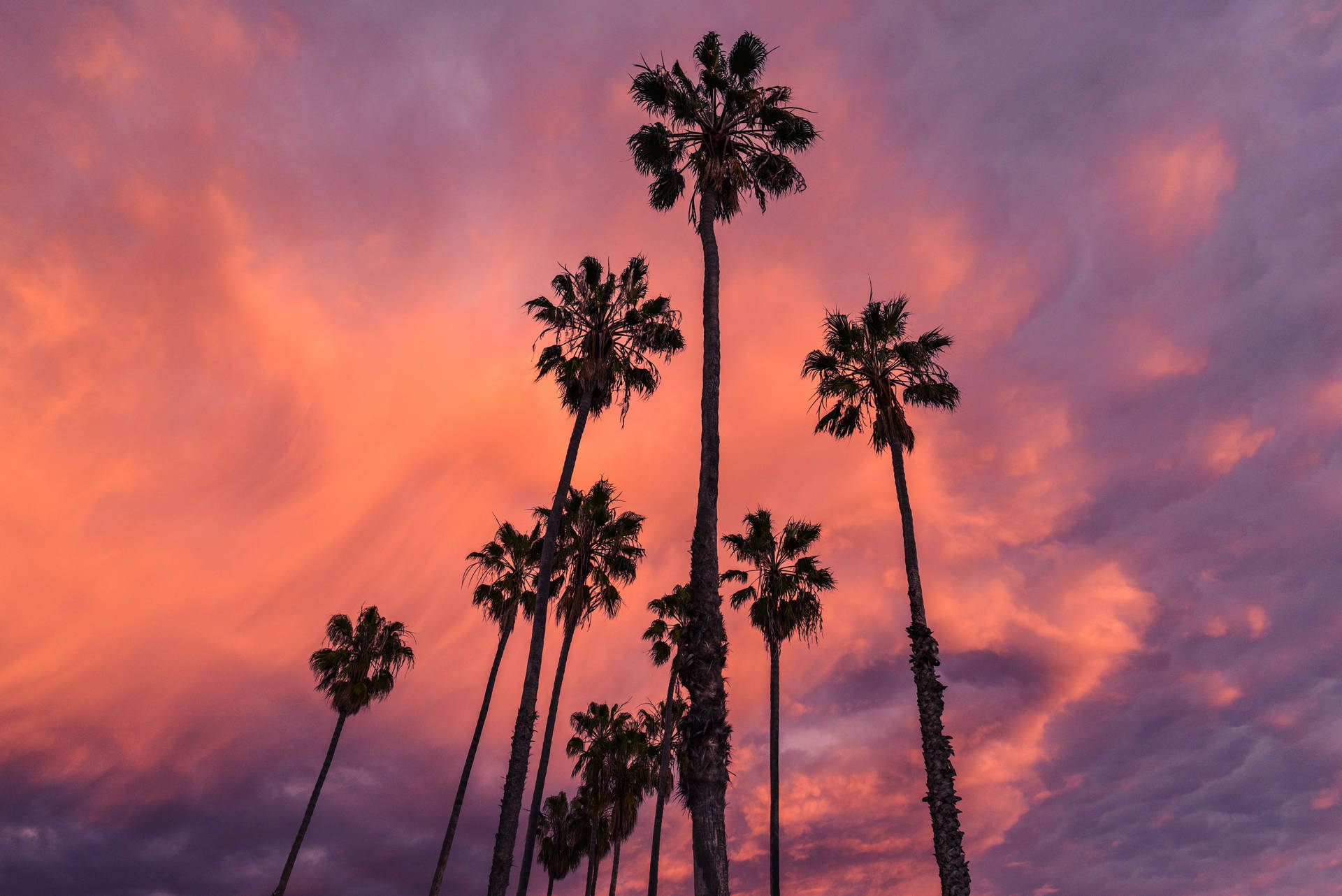 Tall Palm Trees With Cloud Aesthetic Wallpaper
