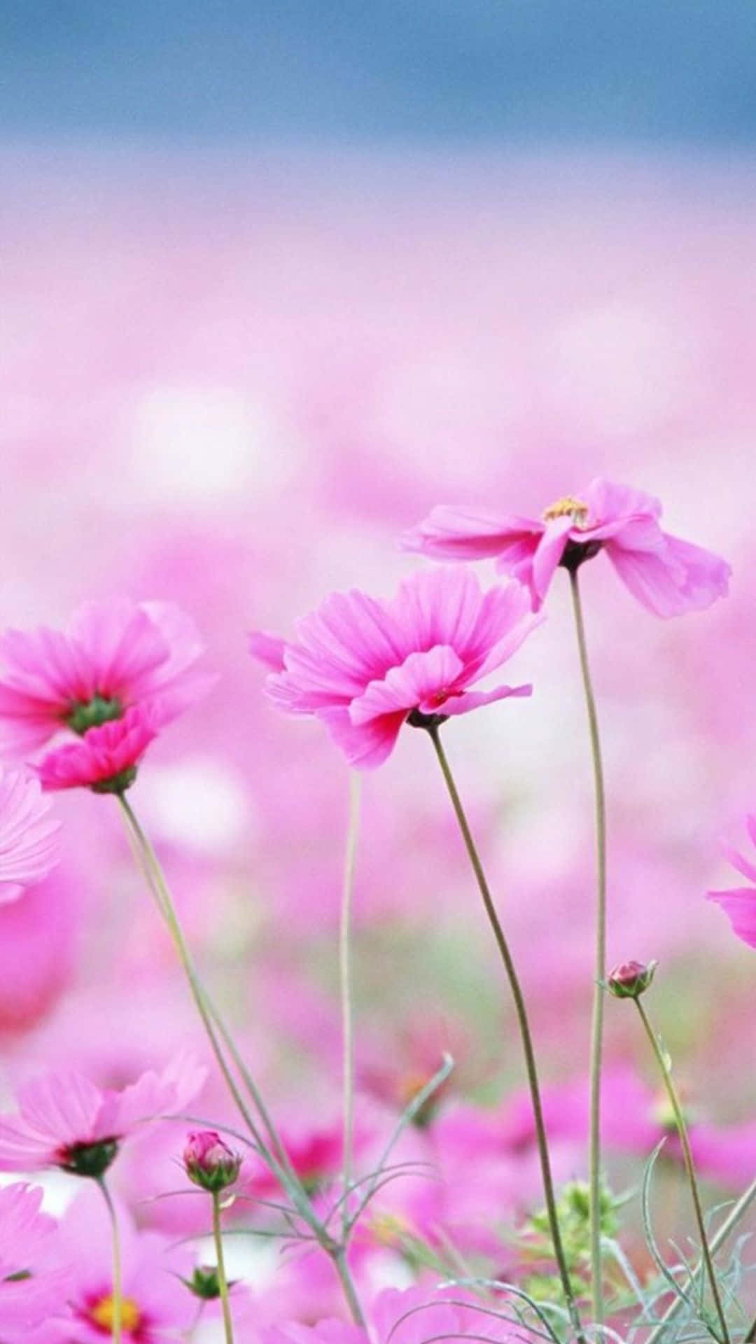 Tall Pink Spring Daisy iPhone Wallpaper