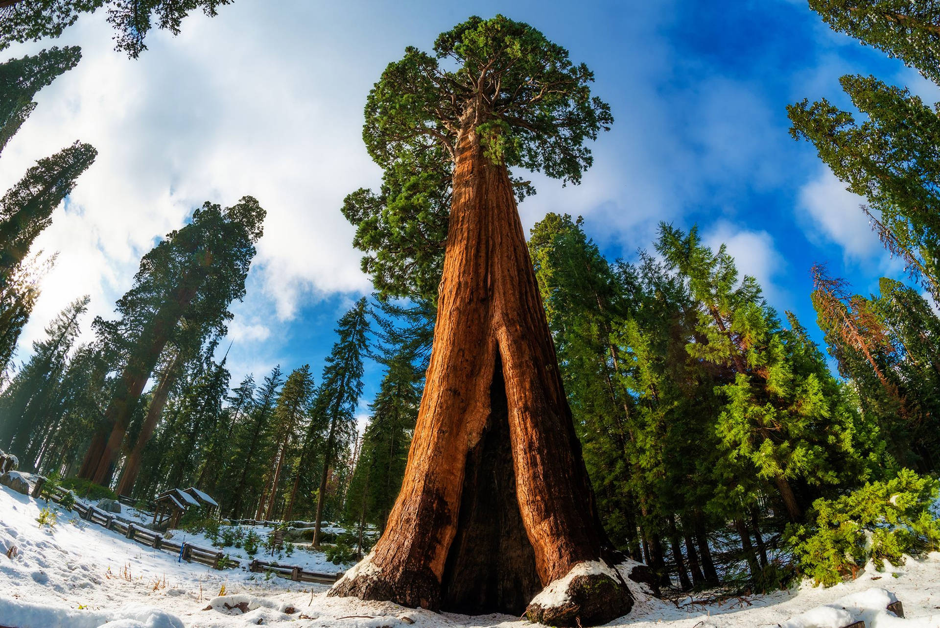 Tall Sequoia National Park Tree Wallpaper