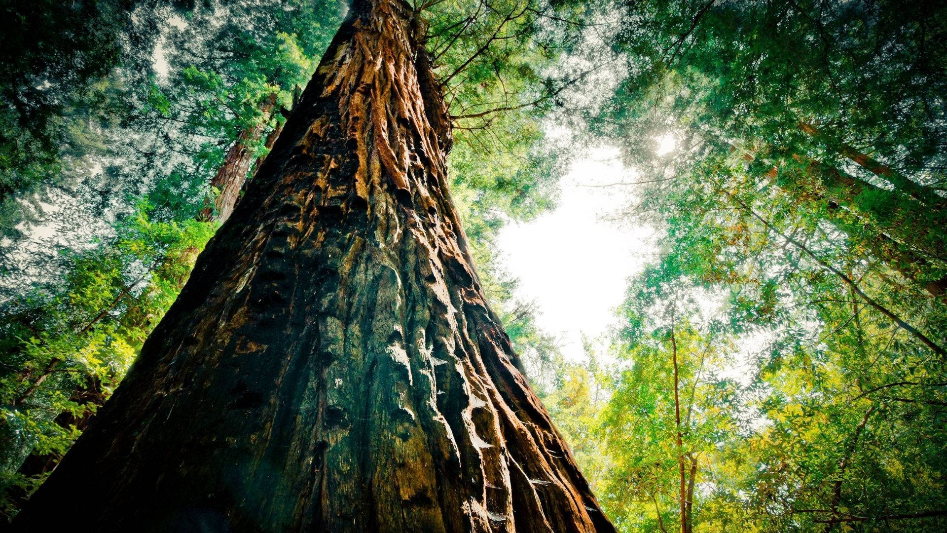 Tall Tree Of Redwood Forest Wallpaper