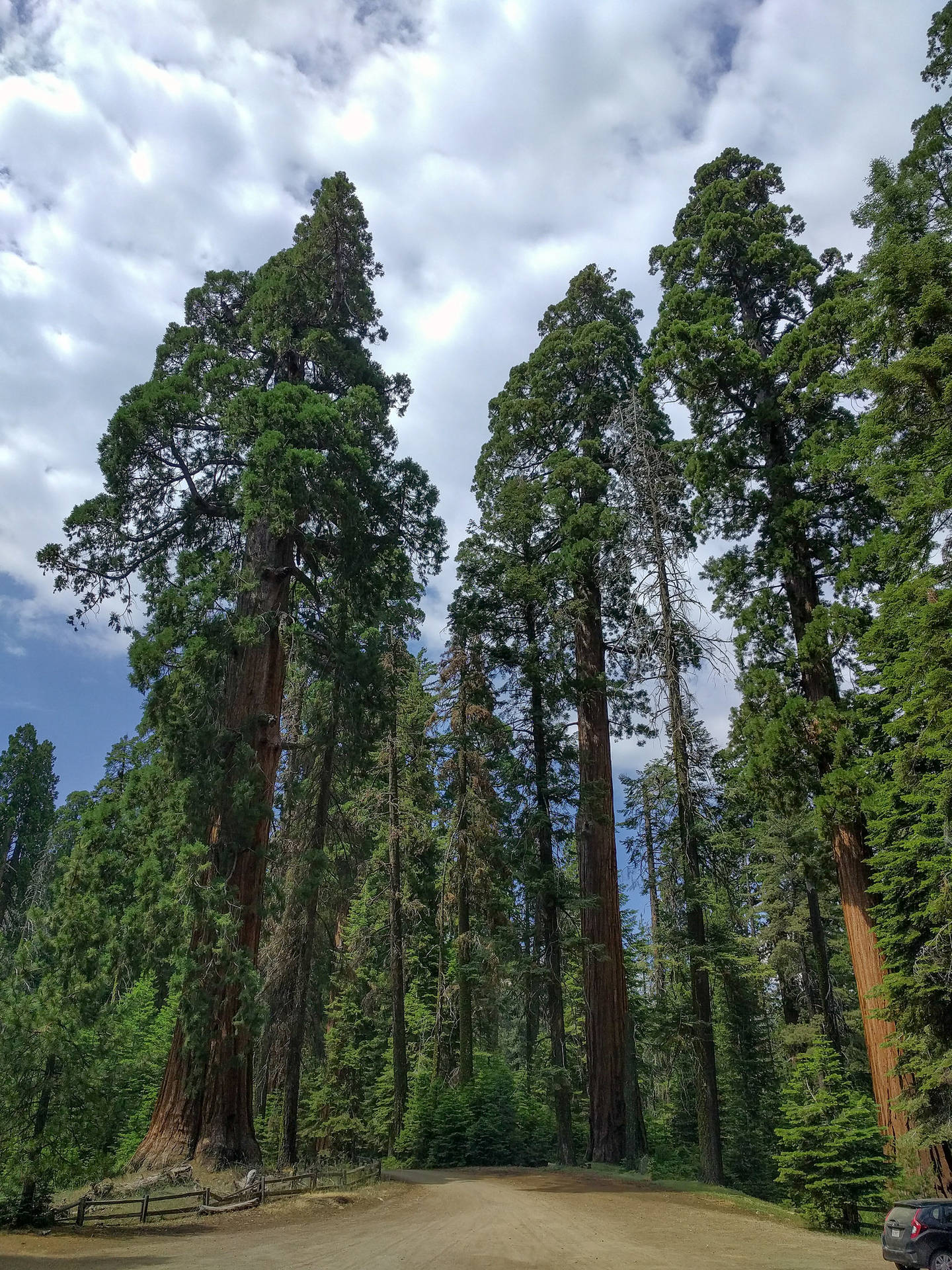 Altealberi Al Parco Nazionale Di Sequoia Sfondo