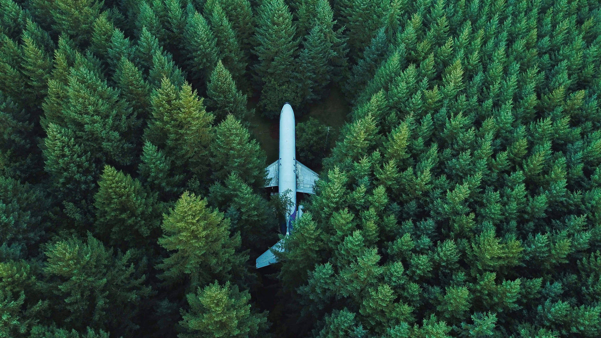 Tall Trees With White Airplane 4k Wallpaper