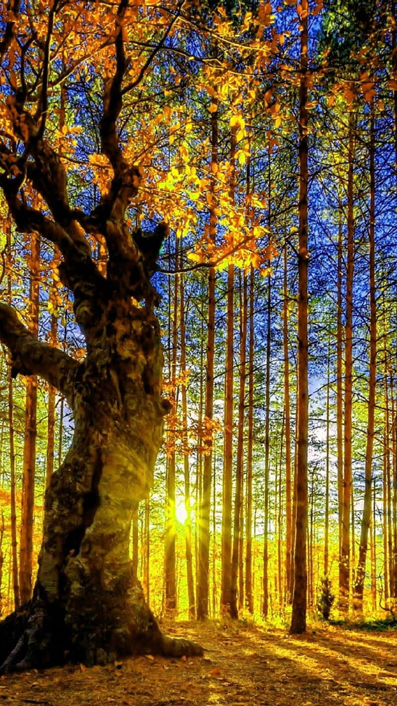 Throughhöga Träd Med Solens Strålar Som Glimtar Fram Wallpaper