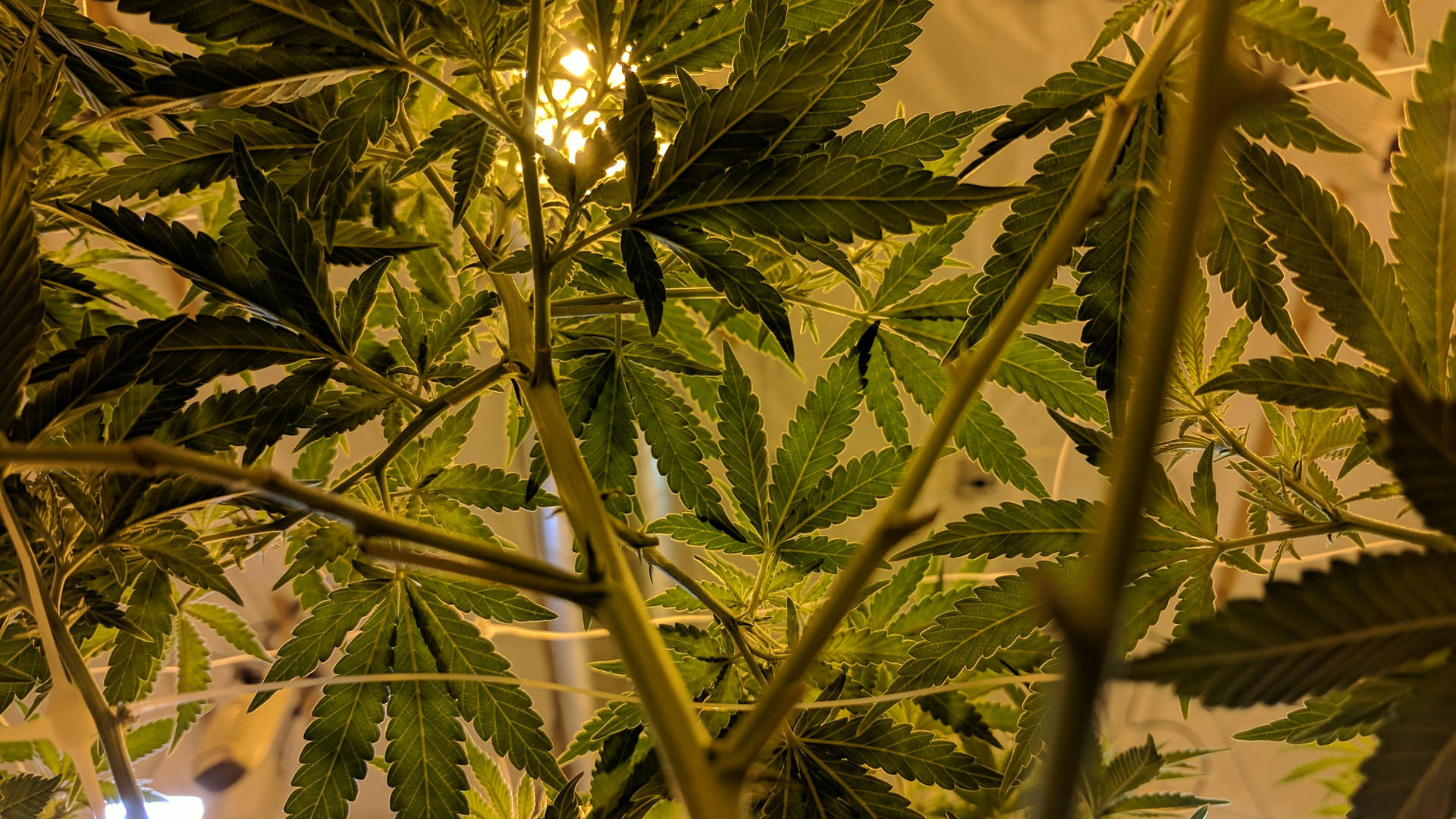 Evergreen cannabis plants in the natural habitat Wallpaper