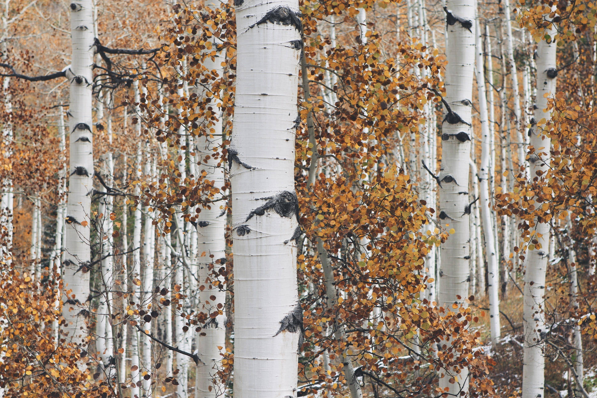 Tall White Aspen Birch Tree Wallpaper