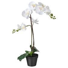 Majestic White Orchid Plant Wallpaper
