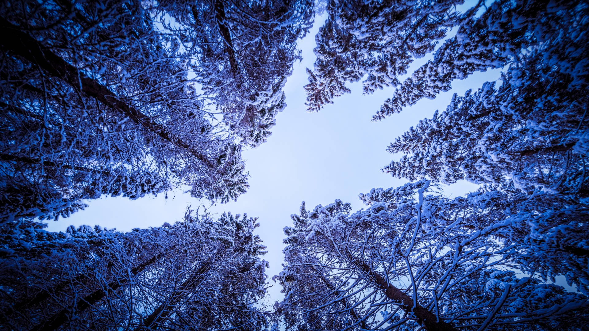 Tall Winter Aesthetic Trees Wallpaper