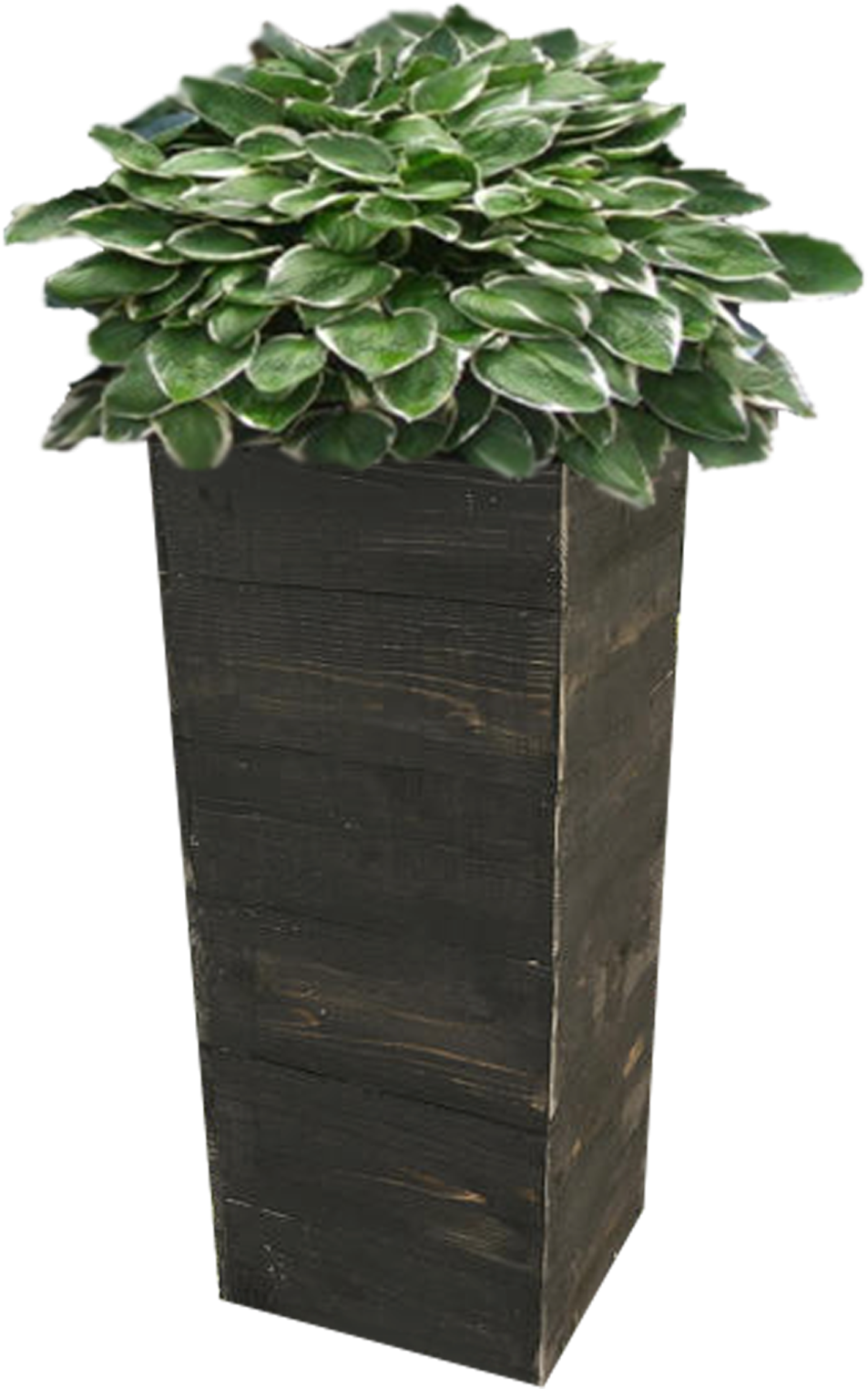 Tall Wooden Planterwith Green Plant PNG