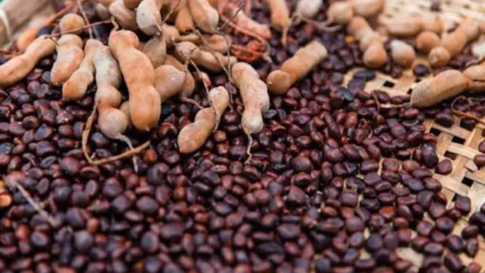 Tamarind Beans Background