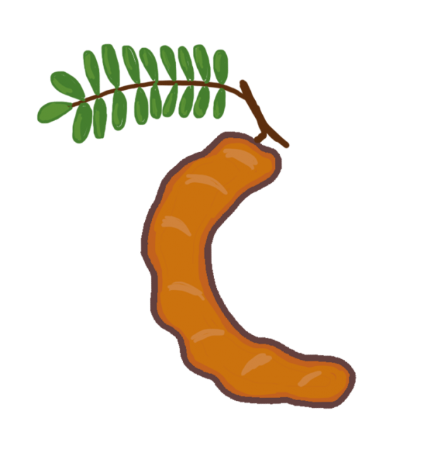 Tamarind Fruitand Leaves Illustration PNG