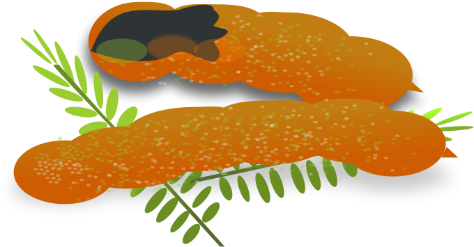 Tamarind Fruitand Leaves Illustration PNG