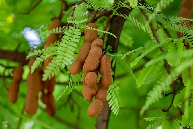Tamarind Hanging On A Tree Background