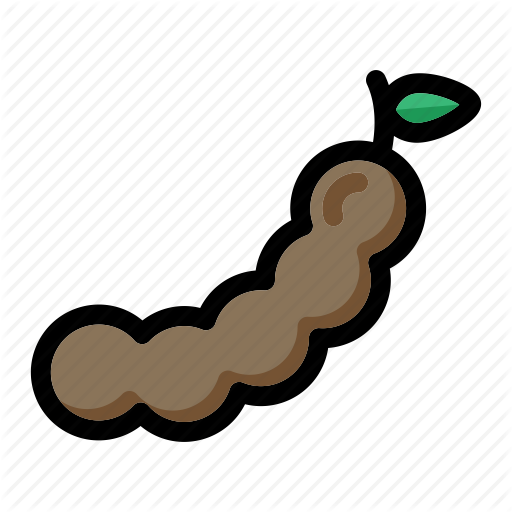 Tamarind Pod Vector Illustration PNG