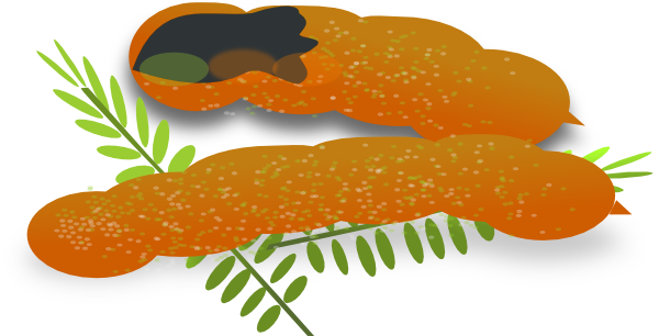 Tamarind Podsand Leaves Illustration PNG