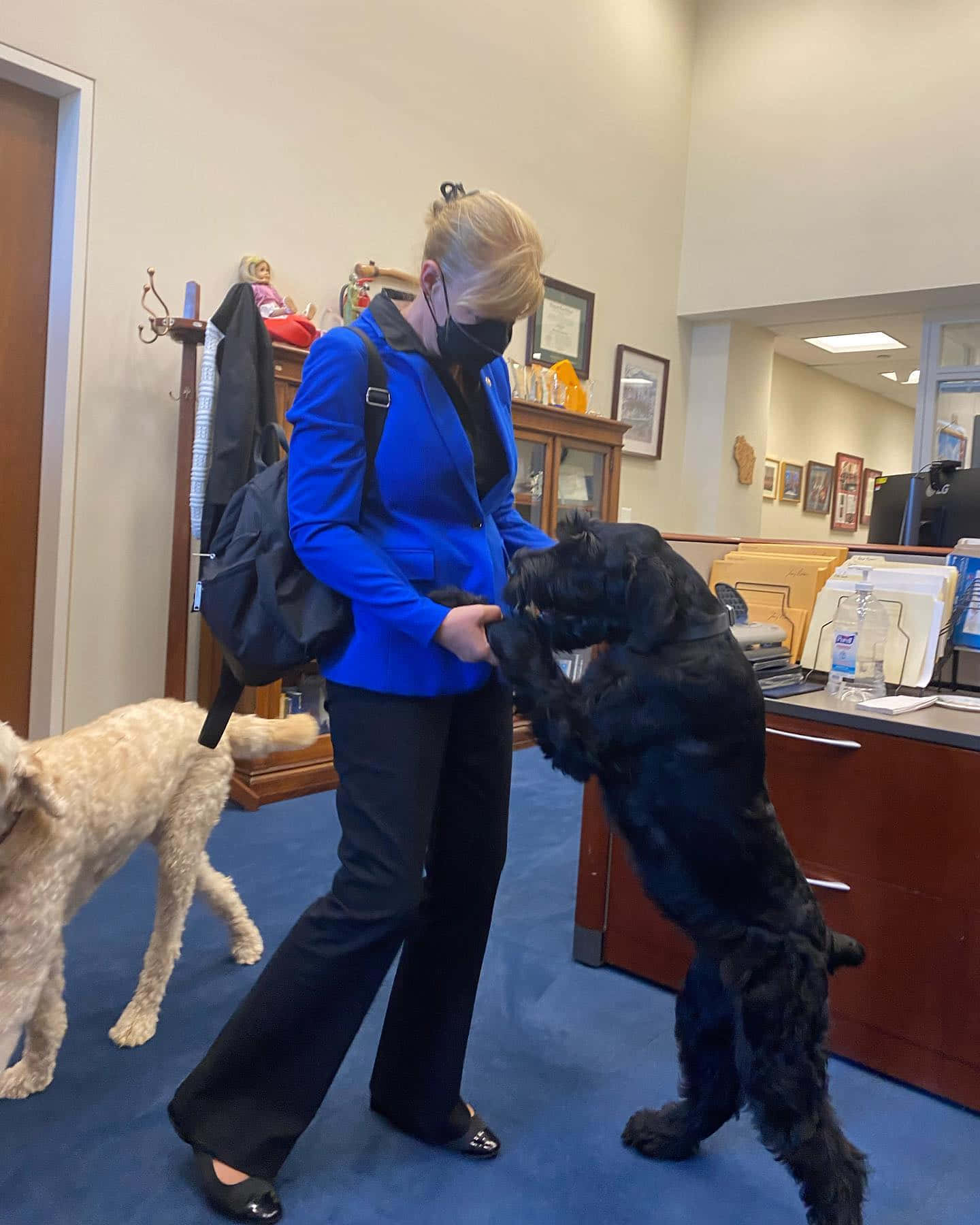 U.S Senator Tammy Baldwin Walking her Dogs Wallpaper
