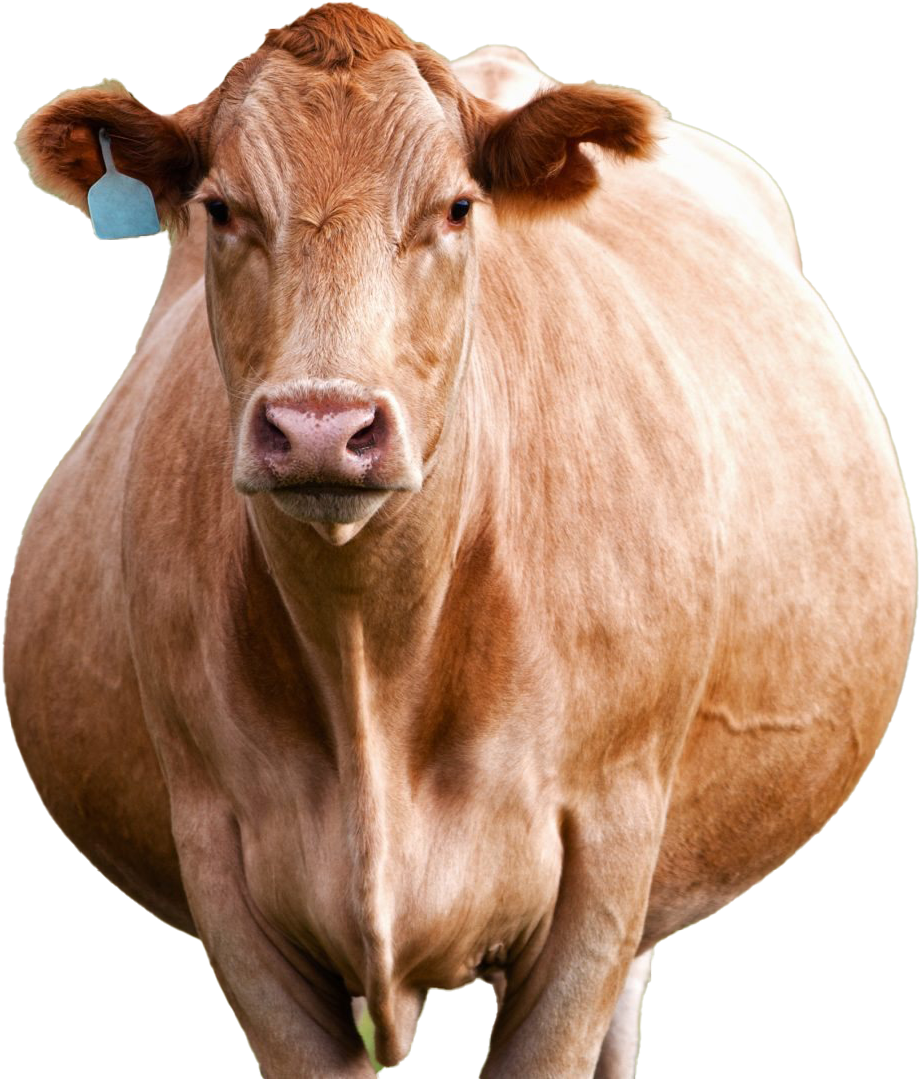 Tan Cow Portrait PNG