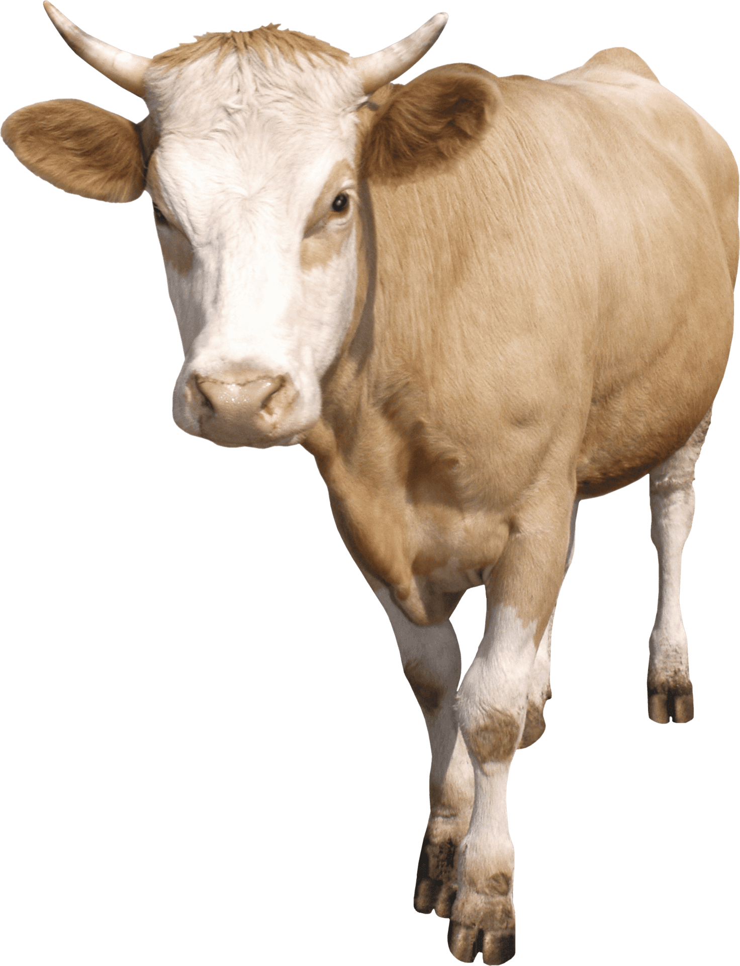 Tan Cow Standing Transparent Background PNG
