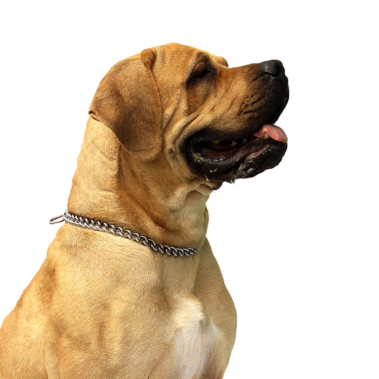 Tan Mastiff Dog Profile PNG