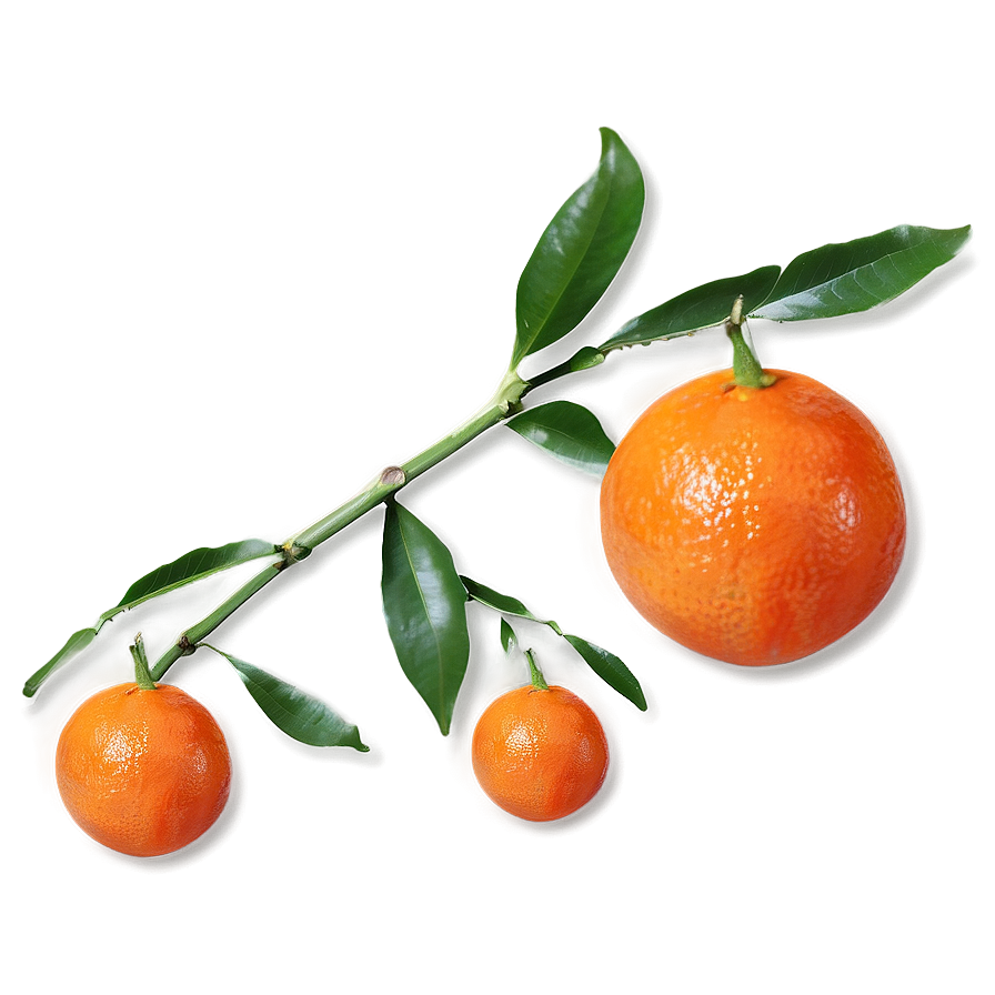 Tangerine A PNG