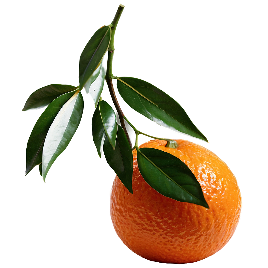 Tangerine Orange Png Crc PNG