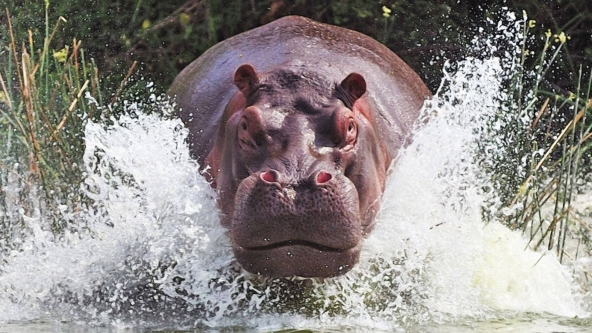 Tank Built Hippopotamus