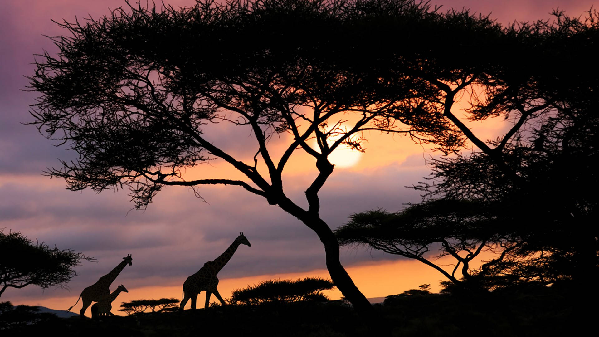 Tanzania Safari Sunset Wallpaper