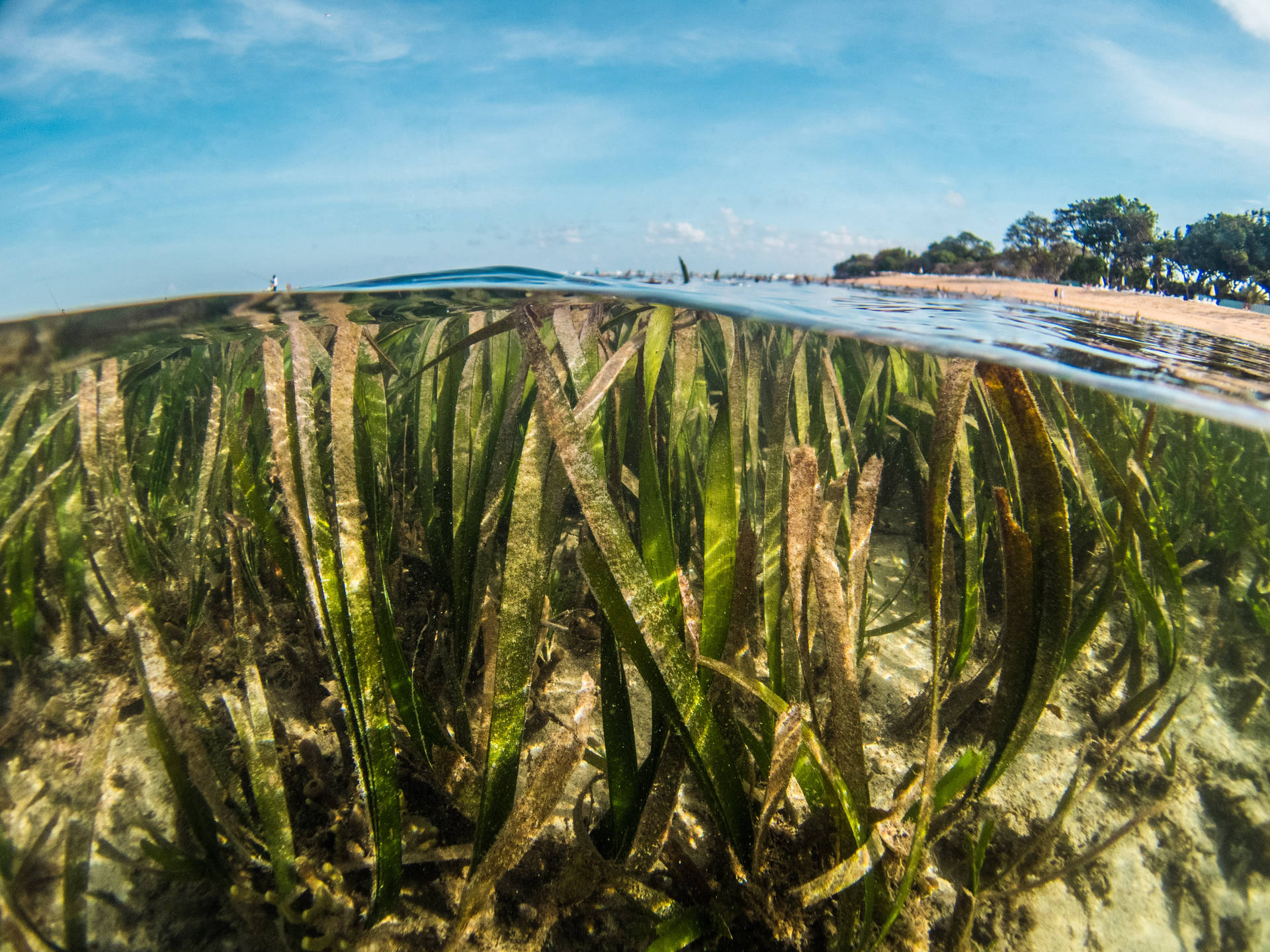 Tap et seagras-seaskeplant på vands overflade som indretning Wallpaper