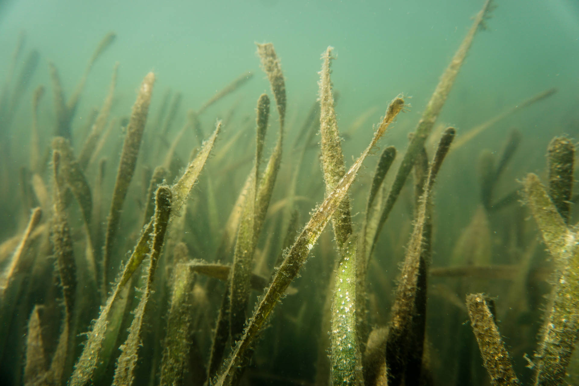 Tejpseagrass Seaweed Underwater Plant På Suddigt Vatten. Wallpaper