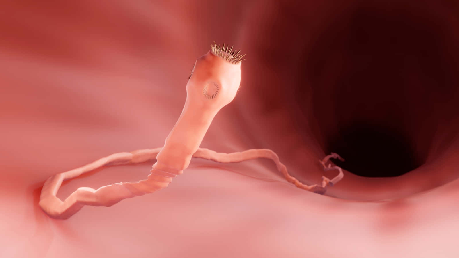 Tapeworm Infection Close Up View Wallpaper