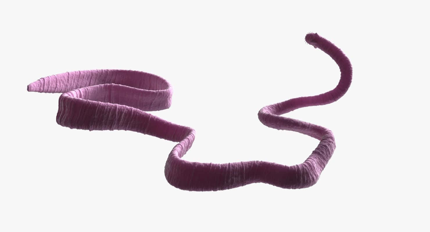 Tapeworm Parasite Illustration Wallpaper