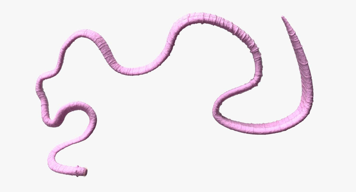 Tapeworm Parasite Illustration Wallpaper