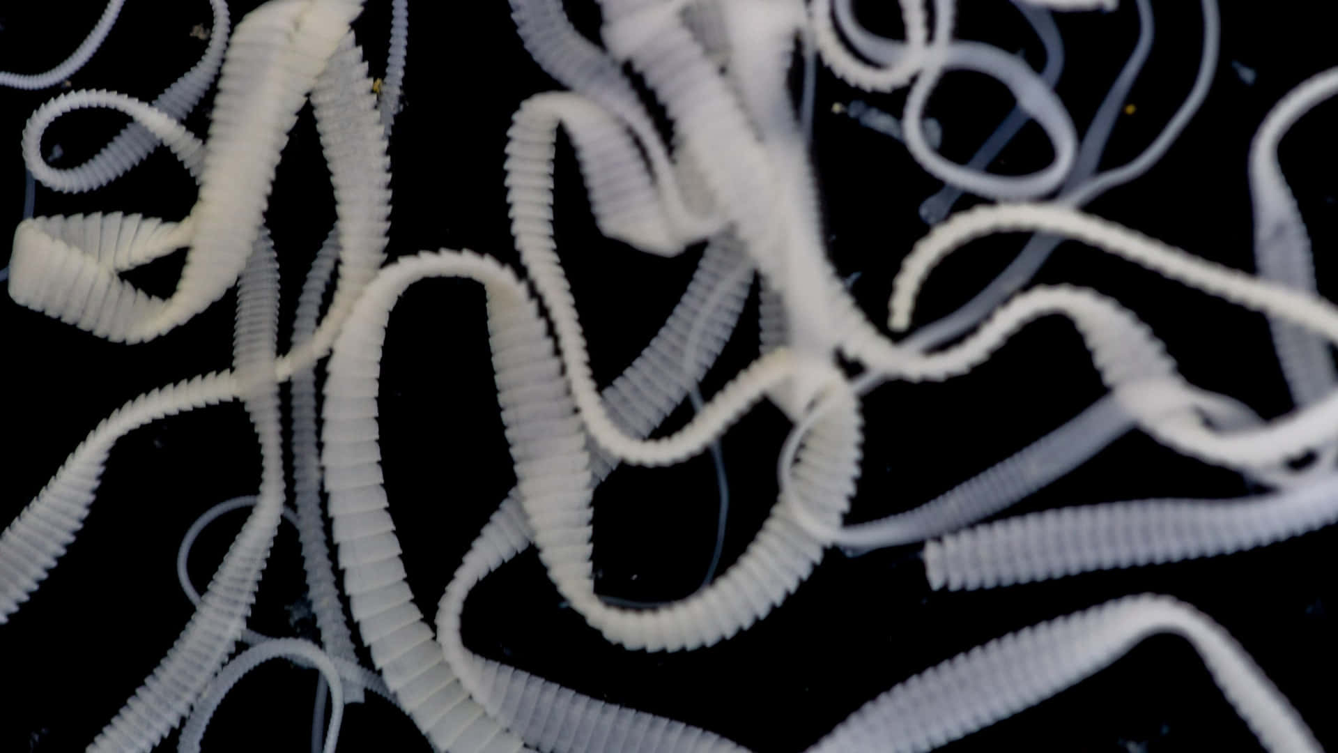 Tapeworms Entangled Parasites Wallpaper