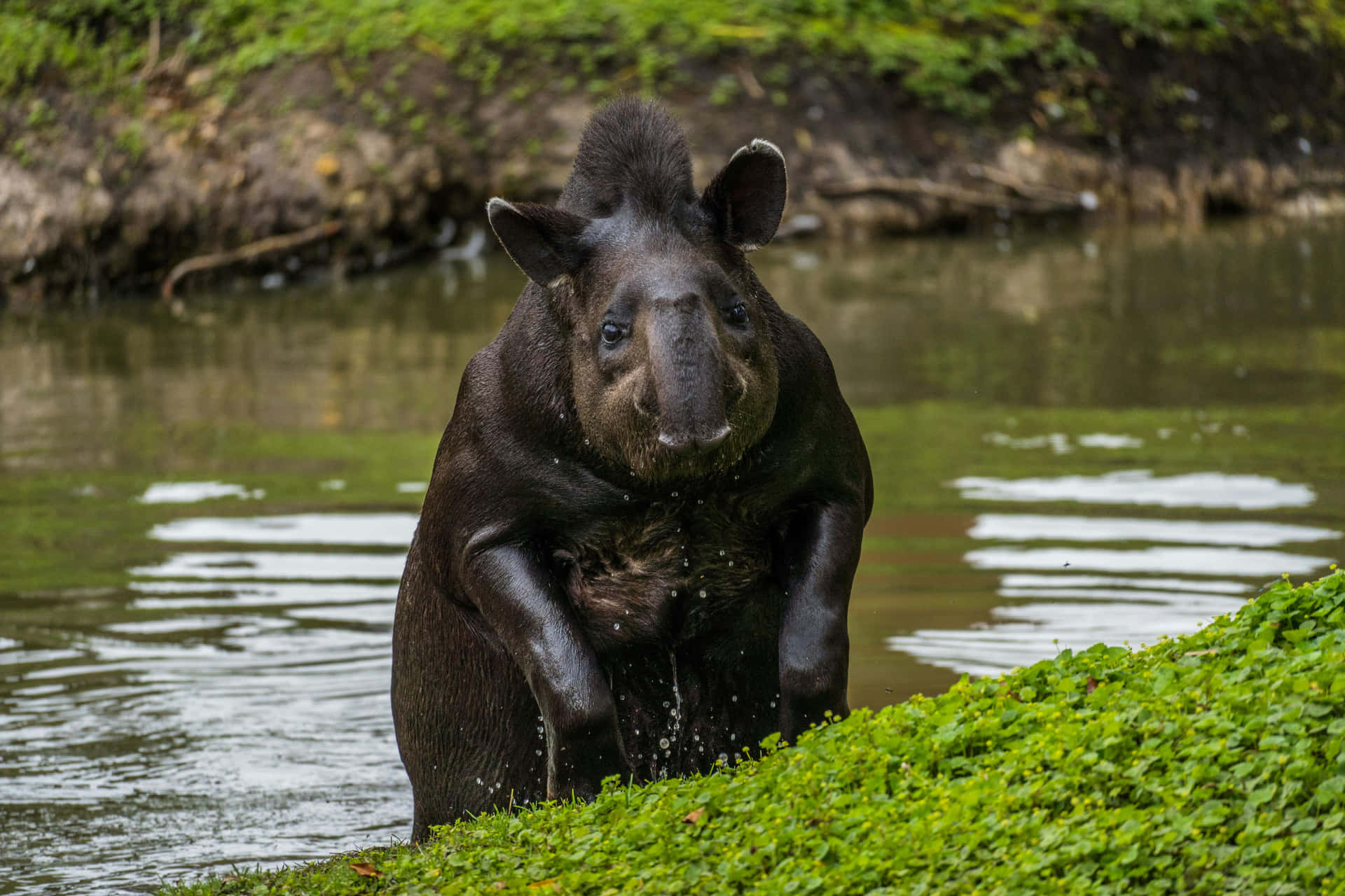 Tapir Emerging From Water Wallpaper