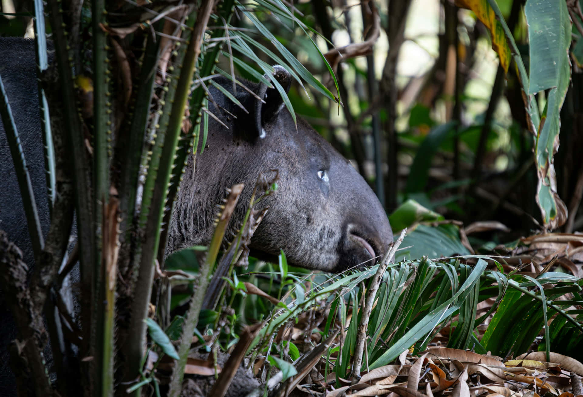 Tapir Hiddenin Jungle Foliage Wallpaper