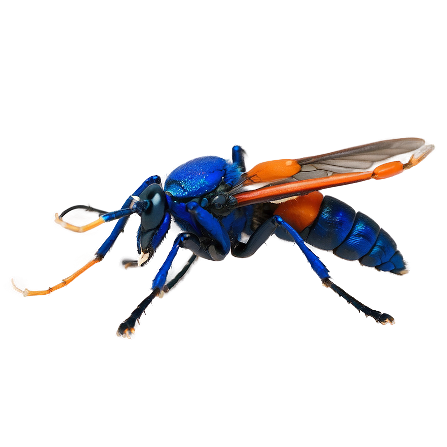 Tarantula Hawk Sting Png 06112024 PNG