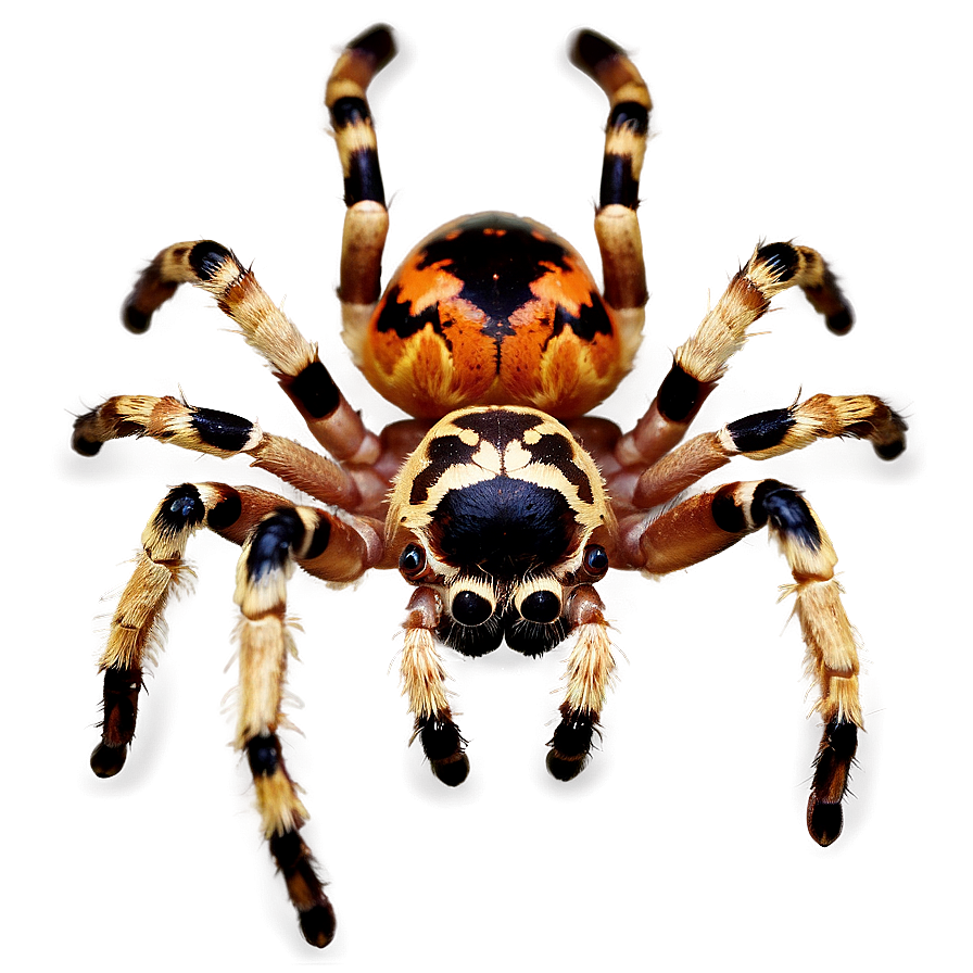 Tarantula Spider Png Ffv PNG