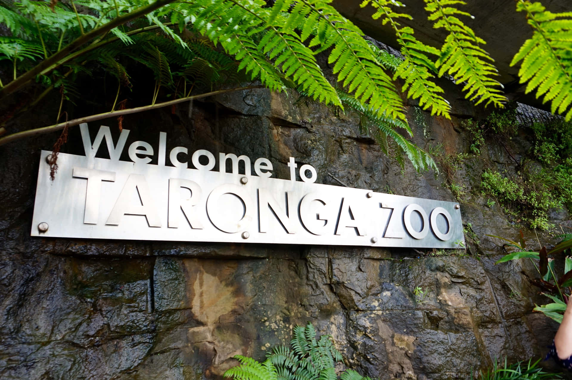 Taronga Zoo Entrance Sign Sydney Wallpaper