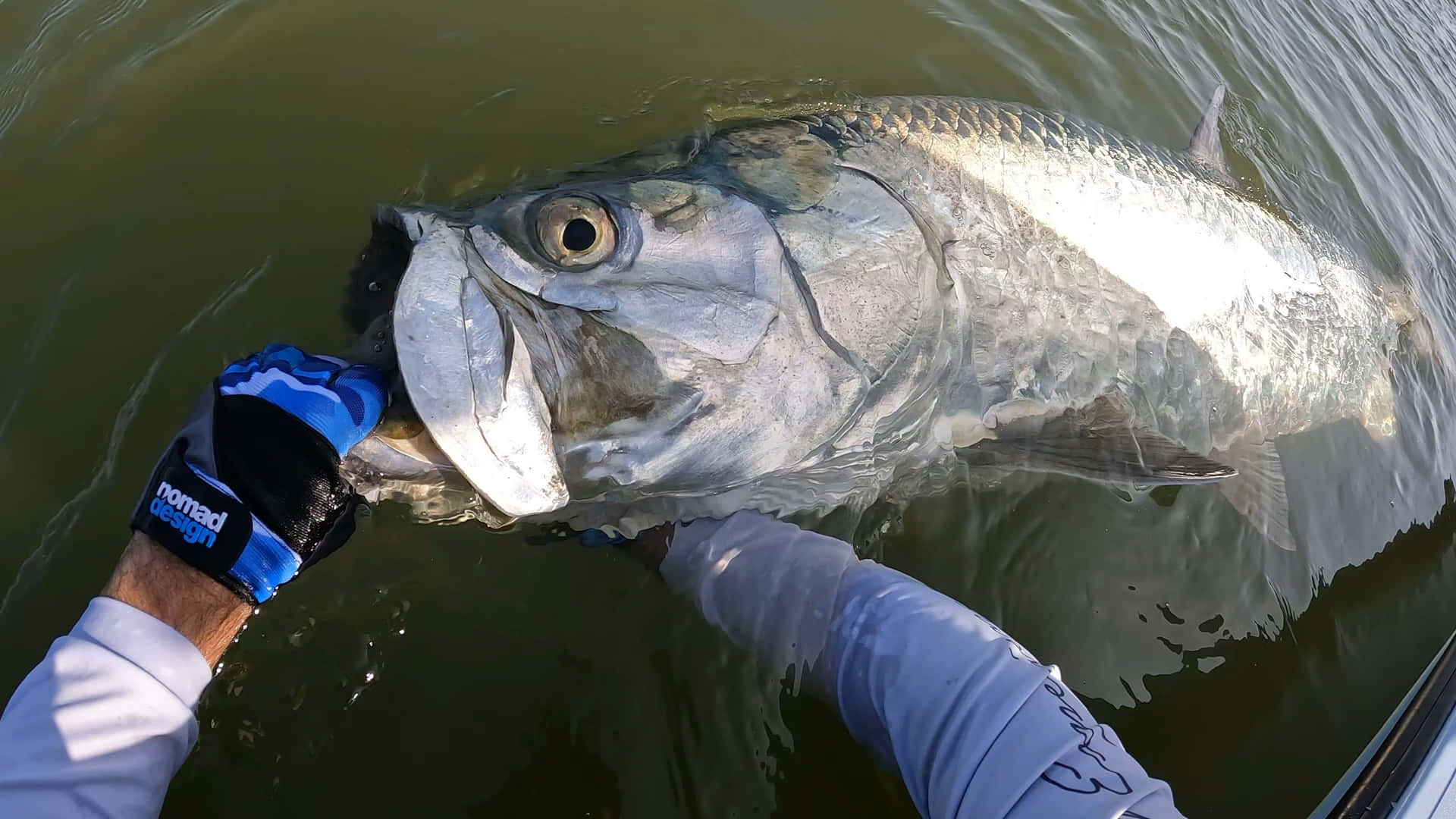 Tarpon Catchand Release Water Surface Wallpaper