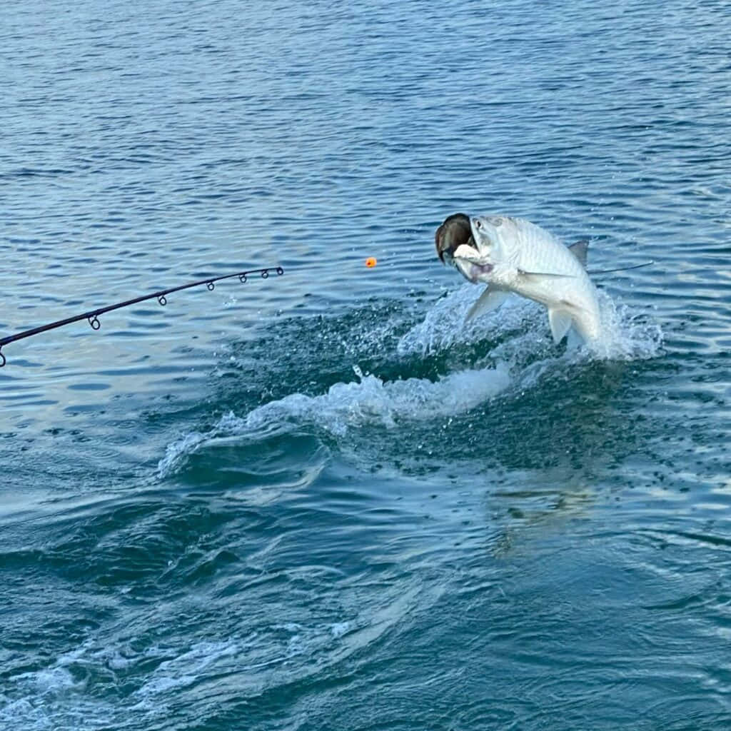Tarpon Leaping Near Fishing Rod Wallpaper