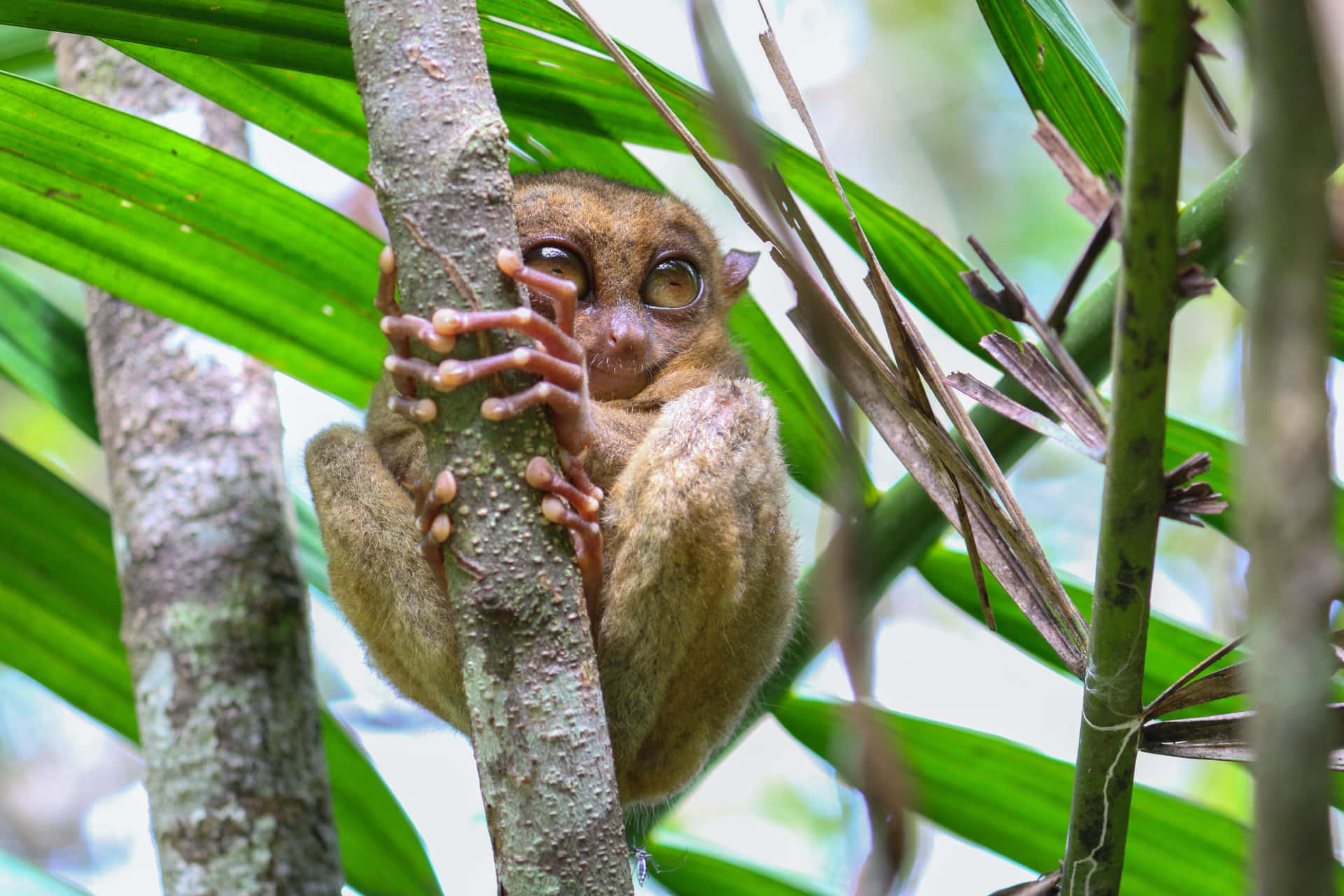 Tarsier Die Aan Boom Hangt Achtergrond