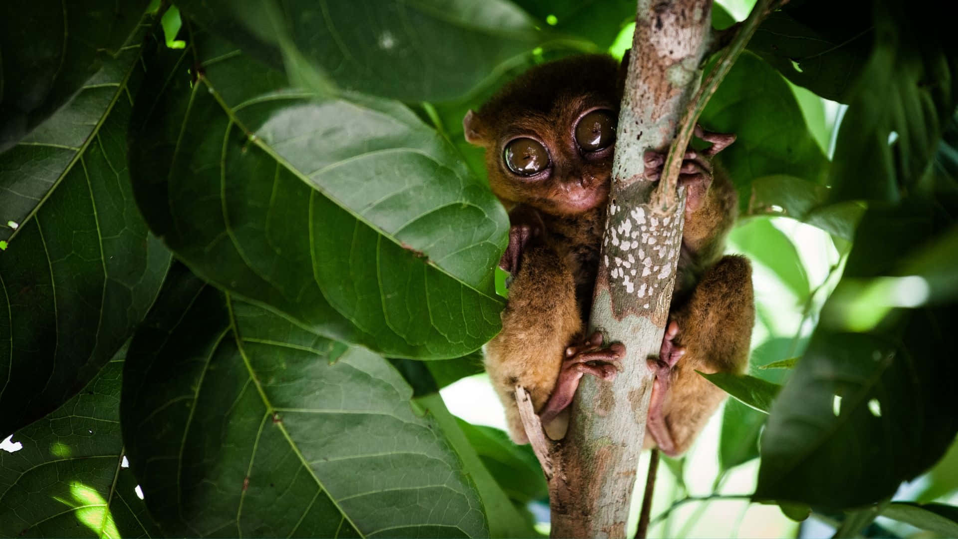 Tarsier Klemmen Aan Boom Achtergrond