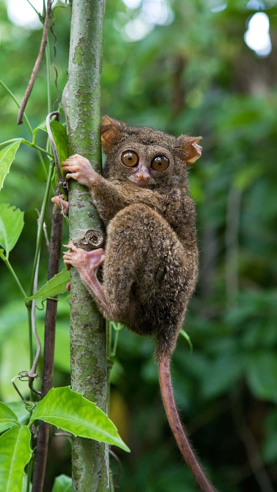 Tarsier Klamrer Seg Til Tre Bakgrunnsbildet