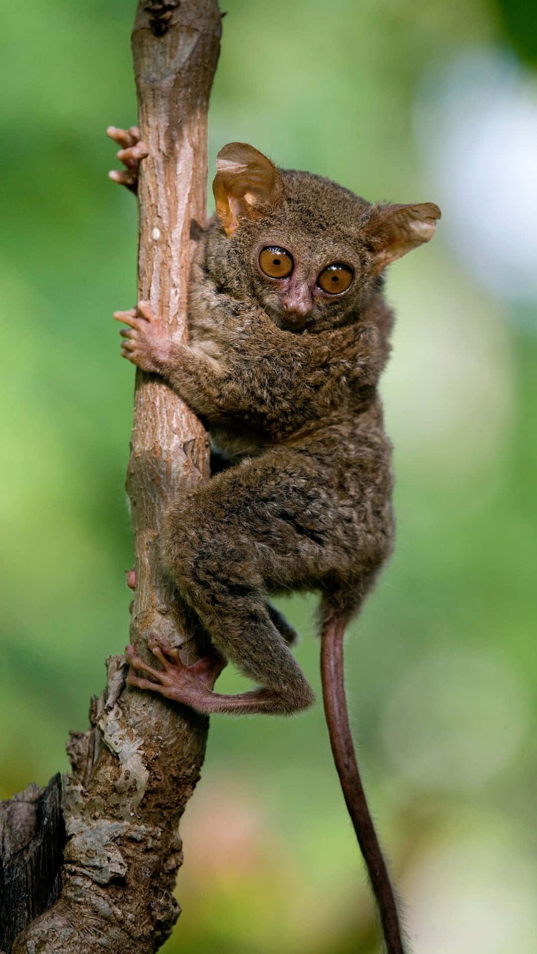 Tarsier Die Aan Boom Klemt Achtergrond